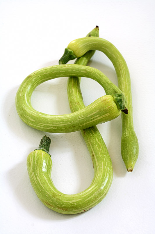 ZUCCHINE TROMBETTA DI ALBENGA - 1715