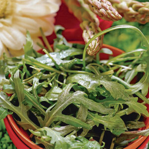 RUCOLA E ASPARAGI - K9319