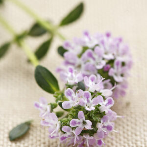 SANTOREGGIA FIORITA - 1069