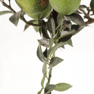 BERGAMOTTO - 53763