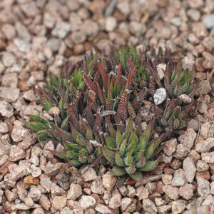 HAWORTHIA RADULA - SUD AFRICA - ASPHODELACEAE - 5355