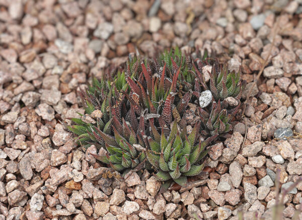 HAWORTHIA RADULA - SUD AFRICA - ASPHODELACEAE - 5355
