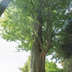 OLMO DEL CAUCASO, CARPINIFOLIA, KOCH, ULAMACEAE, CAUCASO - 0802