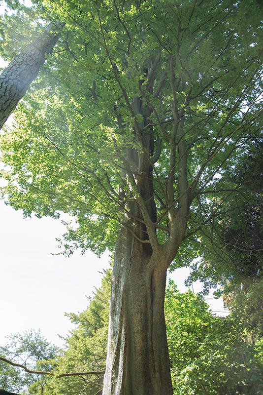 OLMO DEL CAUCASO, CARPINIFOLIA, KOCH, ULAMACEAE, CAUCASO - 0802