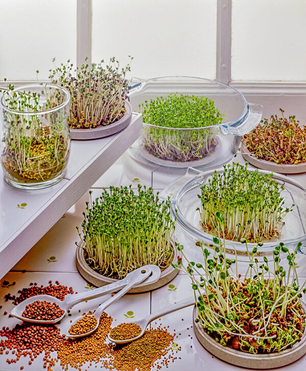 GERMOGLI - GR2141 - 1743