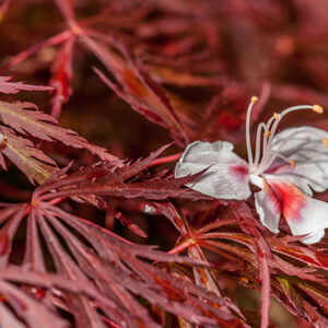 ACER PALMATUM ATROPURPUREUM CRIMSON QUEEN - ACERACEAE - 5200