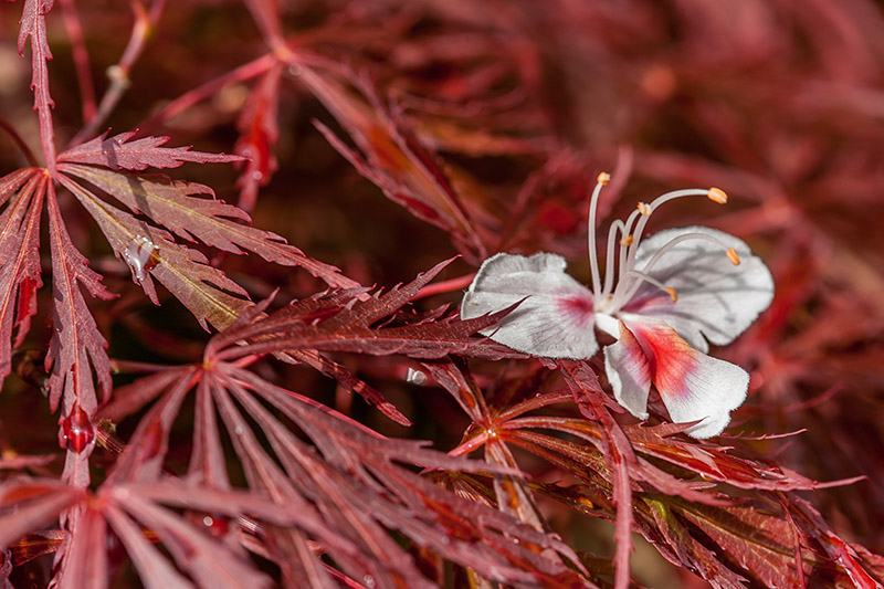 ACER PALMATUM ATROPURPUREUM CRIMSON QUEEN - ACERACEAE - 5200 - immagine 1