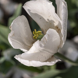 TULIPANO, SNOW LADY, TULIPA, LILIACEAE - 5172