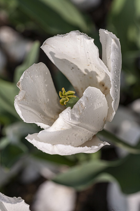 TULIPANO, SNOW LADY, TULIPA, LILIACEAE - 5172