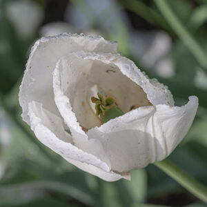 TULIPANO, SNOW LADY, TULIPA, LILIACEAE - 5173