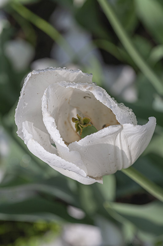 TULIPANO, SNOW LADY, TULIPA, LILIACEAE - 5173
