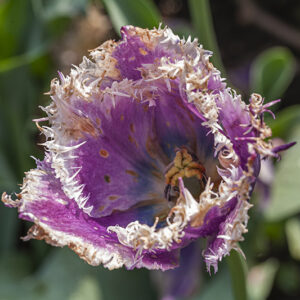 TULIPANO, CUMMINS, TULIPA, LILIACEAE - 5177