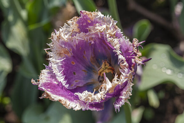 TULIPANO, CUMMINS, TULIPA, LILIACEAE - 5177
