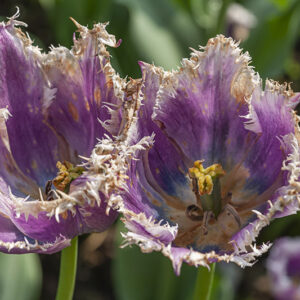 TULIPANO, CUMMINS, TULIPA, LILIACEAE - 5179