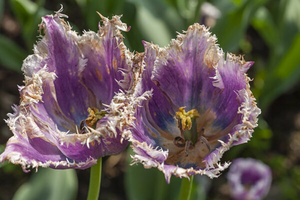 TULIPANO, CUMMINS, TULIPA, LILIACEAE - 5179