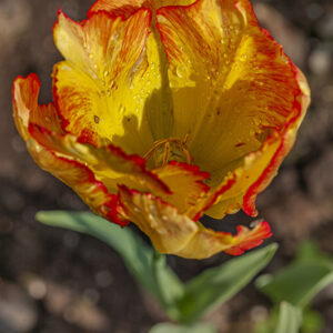 TULIPANO, PAPPAGALLI, TULIPA, LILIACEAE - 5181