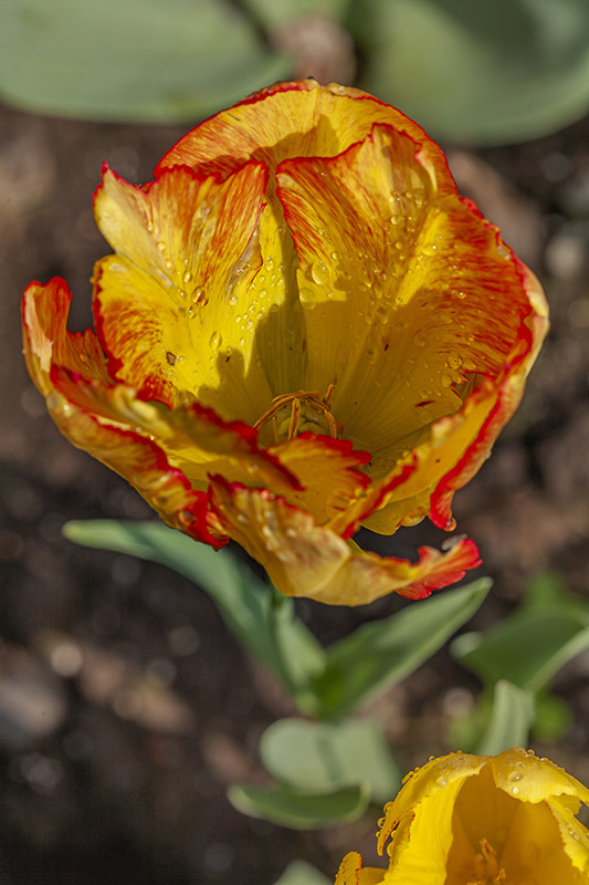 TULIPANO, PAPPAGALLI, TULIPA, LILIACEAE - 5181