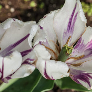 TULIPANO, FLAMING FLAG, TULIPA, LILIACEAE - 5183