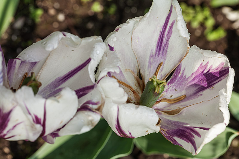 TULIPANO, FLAMING FLAG, TULIPA, LILIACEAE - 5183 - immagine 1