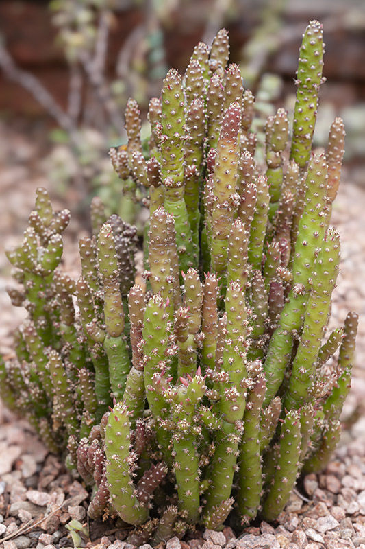 OPUNTIA SUBULATA – PERÙ – CACTACEAE - 5363