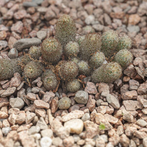 MAMMILARIA ELONGATA - SUD USA MESSICO AMERICA CENTRALE - 5367
