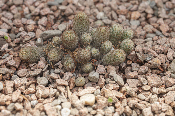 MAMMILARIA ELONGATA - SUD USA MESSICO AMERICA CENTRALE - 5367