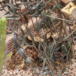KALANCHOE BEAUVERDII - CRASSULACEAE - 5374