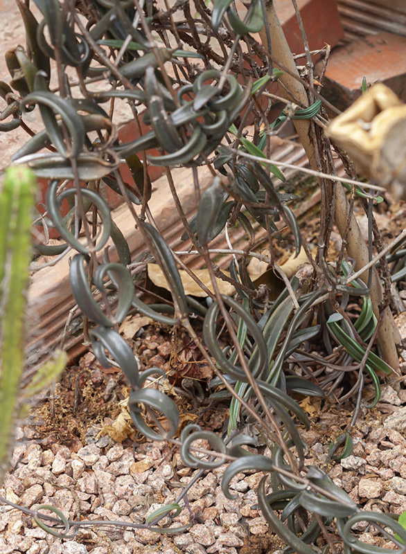 KALANCHOE BEAUVERDII - CRASSULACEAE - 5374