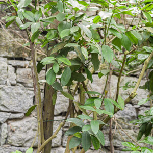 ACOKANTHERA SPECTABILIS – APOCYNACEAE – 5388