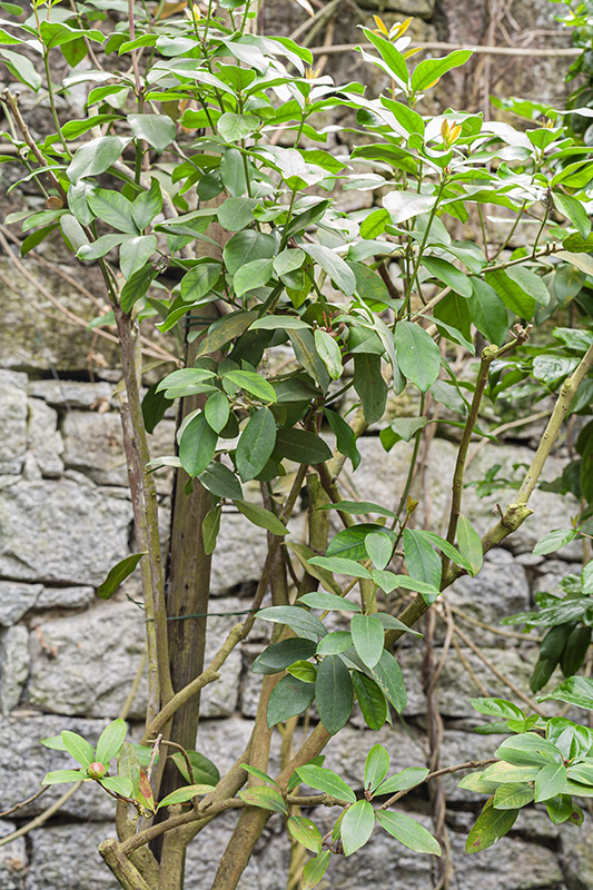 ACOKANTHERA SPECTABILIS – APOCYNACEAE – 5388