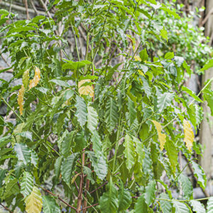 COFFEA ARABICA – ABISSINIA – ETIOPIA – RUBIACEAE – 5395