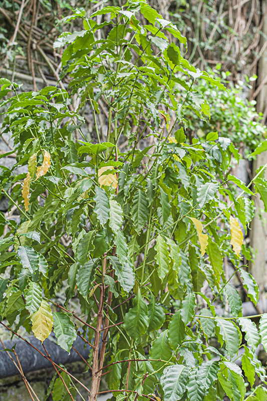 COFFEA ARABICA – ABISSINIA – ETIOPIA – RUBIACEAE – 5395