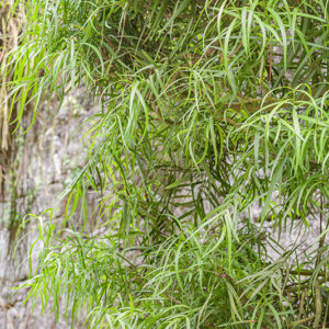 PODOCARPUS MANNII - AFRICA OCC - PODOCARPACEAE - 5410