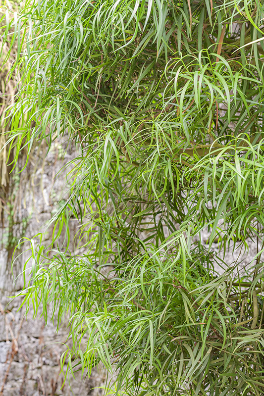 PODOCARPUS MANNII - AFRICA OCC - PODOCARPACEAE - 5410