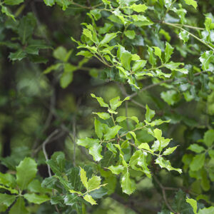 QUERCUS COCCIFERA - FABACEAE - 5437