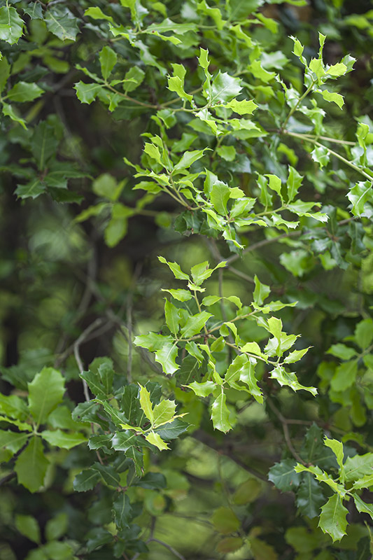 QUERCUS COCCIFERA - FABACEAE - 5437