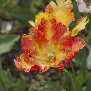 TULIPANO PAPPAGALLO, TULIPA - LILIACEAE - 5489