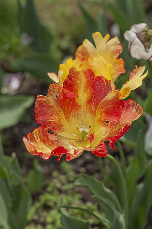 TULIPANO PAPPAGALLO, TULIPA - LILIACEAE - 5489