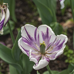 TULIPANO FLAMING FLAG, TULIPA, LILIACEAE - 5490