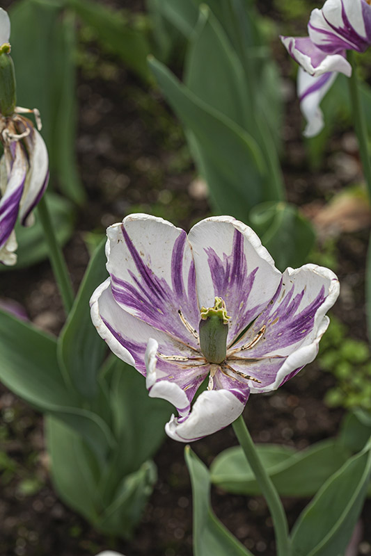 TULIPANO FLAMING FLAG, TULIPA, LILIACEAE - 5490