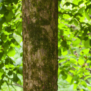 ULMUS GLABRA – VAR PENDULA – N C EUROPA – ULMACEAE - 5498