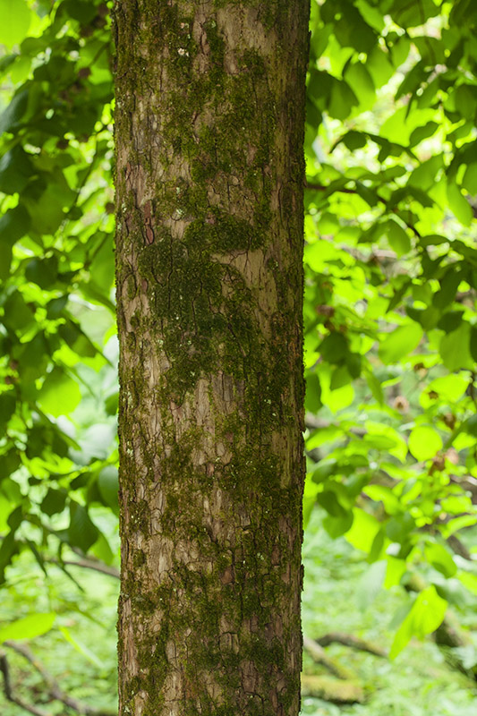 ULMUS GLABRA – VAR PENDULA – N C EUROPA – ULMACEAE - 5498