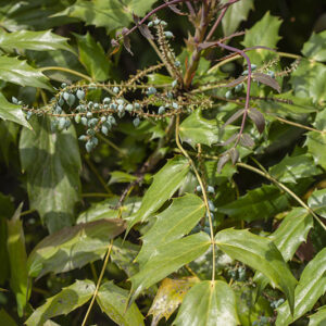 MAHONIA BEALEI - BERBERIS BEALEI - BERBERIDACEAE - 5519