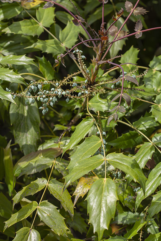 MAHONIA BEALEI - BERBERIS BEALEI - BERBERIDACEAE - 5519