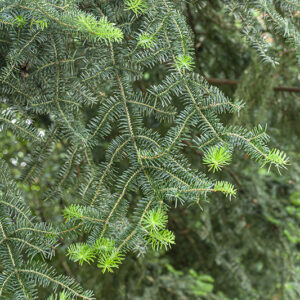ABIES, CEPHALONICA, PINACEAE, GRECIA - 5537