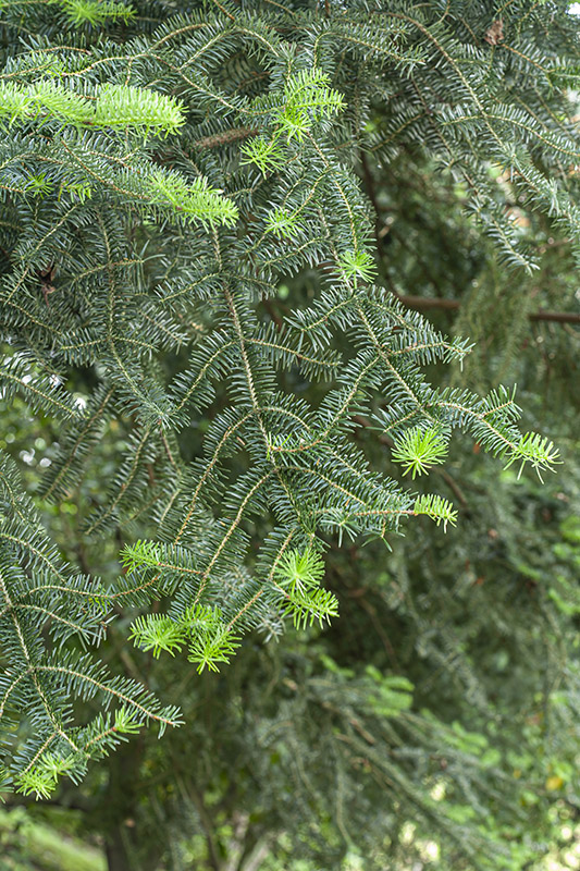 ABIES, CEPHALONICA, PINACEAE, GRECIA - 5537