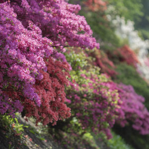 RODODENDRI - COLORI - DECOR - 5546