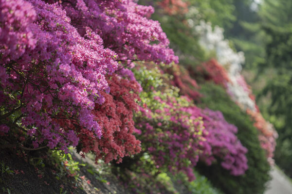 RODODENDRI - COLORI - DECOR - 5546