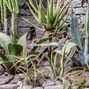 GIARDINO ROCCIOSO - PIANTE GRASSE - 5582