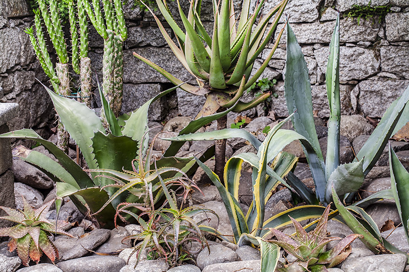 GIARDINO ROCCIOSO - PIANTE GRASSE - 5582 - immagine 1